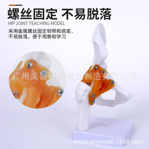 Articulación de cadera humana, articulación femoral, modelo de esqueleto humano, cabeza femoral, modelo didáctico de ligamentos de la articulación de cadera - Product Image 1