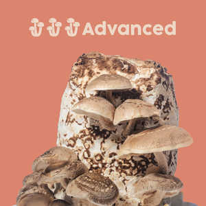 Kit personalizzato per la coltivazione di <span class=keywords><strong>funghi</strong></span> Shiitake di ostriche Design facile da usare per l'utilizzo del pavimento all'aperto del giardino di casa-per la decorazione - Product Image 2