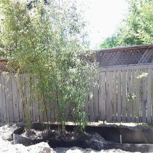 Barrière de racines pour jardin de légumes, barrière de rhizome en <span class=keywords><strong>bambou</strong></span>, meilleure barrière de racines pour les raspberry - Product Image 2