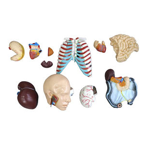Modelo de torso humano de ambos sexos, piezas desmontables, modelo de anatomía médica, edición profesional - Product Image 5