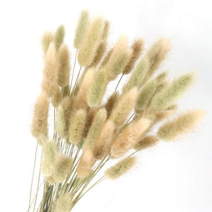 20 Ramas/Unidades de Plantas de Lagurus Ovatus, Colas de Conejo Reales, <span class=keywords><strong>Flores</strong></span> <span class=keywords><strong>Secas</strong></span>, Hierba, Flor Eterna - Product Image 2