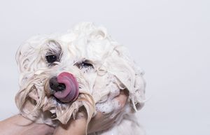 Savon écologique fait à la main à la <span class=keywords><strong>propolis</strong></span> pour animaux de compagnie nettoyage en profondeur insectifuge propriétés déodorantes bactériostatiques mignon pour chiens chats - Product Image 6