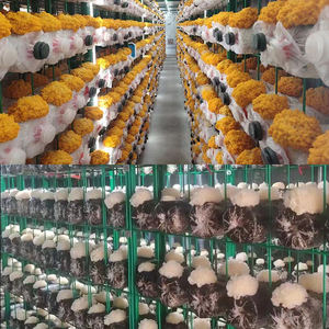 ระบบชั้นวางเพาะเห็ดหอยนางรม/เห็ดชิตาเกะ/เห็ดหลินจือ ปรับขนาดได้ตามขนาดบล็อกเห็ด - Product Image 4