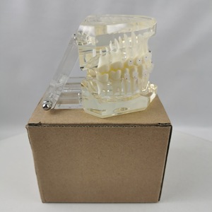 Modèle dentaire M3003, silicone médical anatomique, emballage individuel, usage domestique - Product Image 1