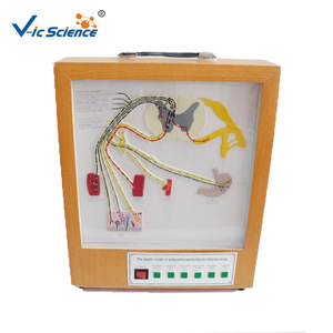 Modèles pédagogiques médicaux de haute qualité ; modèle électrodynamique de la composition et de la distribution des nerfs rachidiens ; enseignement biologique - Product Image 5