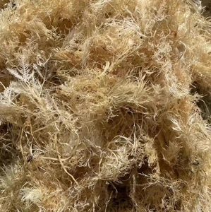 Algas naturales Seamoss Algas Rojas Hierba de coral seca <span class=keywords><strong>Gelidium</strong></span> Amansii para Navidad Día de San Valentín Jelly Weed <span class=keywords><strong>Gelidium</strong></span> Jelly - Product Image 1
