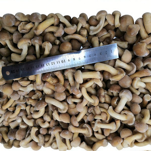 Nuevo Precio Bajo, <span class=keywords><strong>Nameko</strong></span> Fresco Congelado IQF para Uso Alimentario - Precio de Distribuidor Mayorista, 100% <span class=keywords><strong>Nameko</strong></span> Congelado - Product Image 5