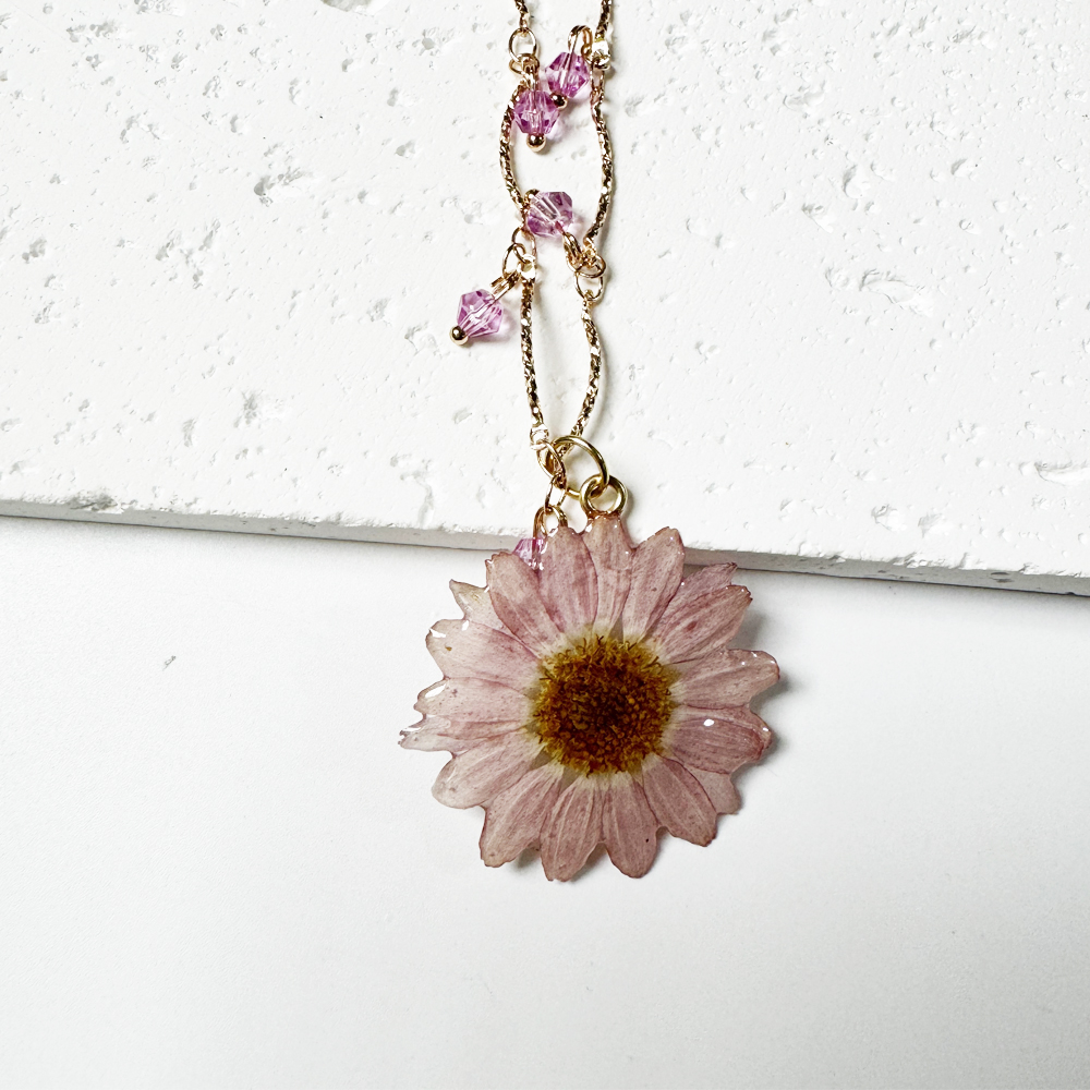 Pink Marguerite daisy