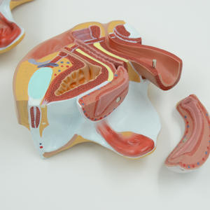 Vrouwelijk Genitaal-En Bekkenanatomiemodel-4-delige Mediane Sagittale Sectie Voor Medisch Onderwijs - Product Image 5