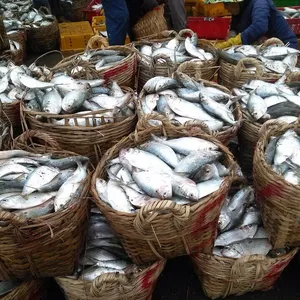 Dondurulmuş Hilsa balık bütün, IQF dondurulmuş hilsa balık VietnamCheap fiyat Whatsapp 0084 923 158 607