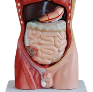 ADA enseignement anatomique 42CM torse masculin 13 pièces ou 42CM torse féminin 15 pièces pour l'enseignement et l'apprentissage de l'anatomie - Product Image 4