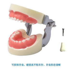 Modelo de preparación dental para niños de 24 dientes, marco de aluminio, dientes de resina, 102x92x68mm, para educación dental - Product Image 5