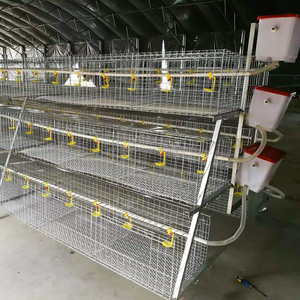 Système de cages en batterie en acier galvanisé de type A pour poules pondeuses, très demandé sur le marché africain, pour fermes avicoles - Product Image 3