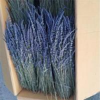 Buket berat grosir bunga kering Lavender DIY bahan bunga kering Lavender yang diawetkan untuk dekorasi dalam ruangan pernikahan