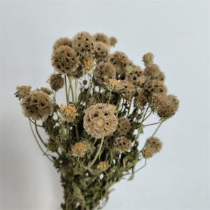 Tela <span class=keywords><strong>de</strong></span> seda artificial <span class=keywords><strong>de</strong></span> tallo único <span class=keywords><strong>de</strong></span> alta calidad, flor <span class=keywords><strong>de</strong></span> <span class=keywords><strong>semilla</strong></span> <span class=keywords><strong>de</strong></span> Scabiosa para boda, para boda - Product Image 1