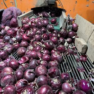 Màu Đỏ Tươi Hành Tây Hot Bán Nhà Máy Giá Rau Cung Cấp Từ Ấn Độ Hành Tây Nhà Máy - Product Image 3