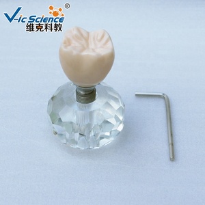 Modèle d'implant dentaire stéréoscopique Dents et modèle dentaire Modèle d'implant dentaire pour les applications en sciences médicales - Product Image 4