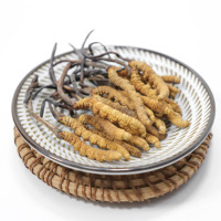 Cordyceps de alta calidad Cordyceps liofilizado Cordyceps militaris cordiceps Cordyceps sinensis
