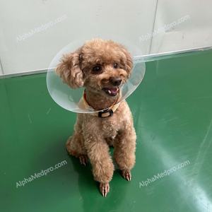 Zachte Kegel Verstelbare E-Collar Plastic Lichtgewicht Elizabethaan Hondenkegel Hoge Transparante Pp Elizabethaanse Kraag - Product Image 6