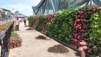 Jardinera Vertical para Pared Verde, Sistema de Riego Automático, Biodegradable, de Plástico PP Ecológico, Colgante, Moderna, con Drenaje