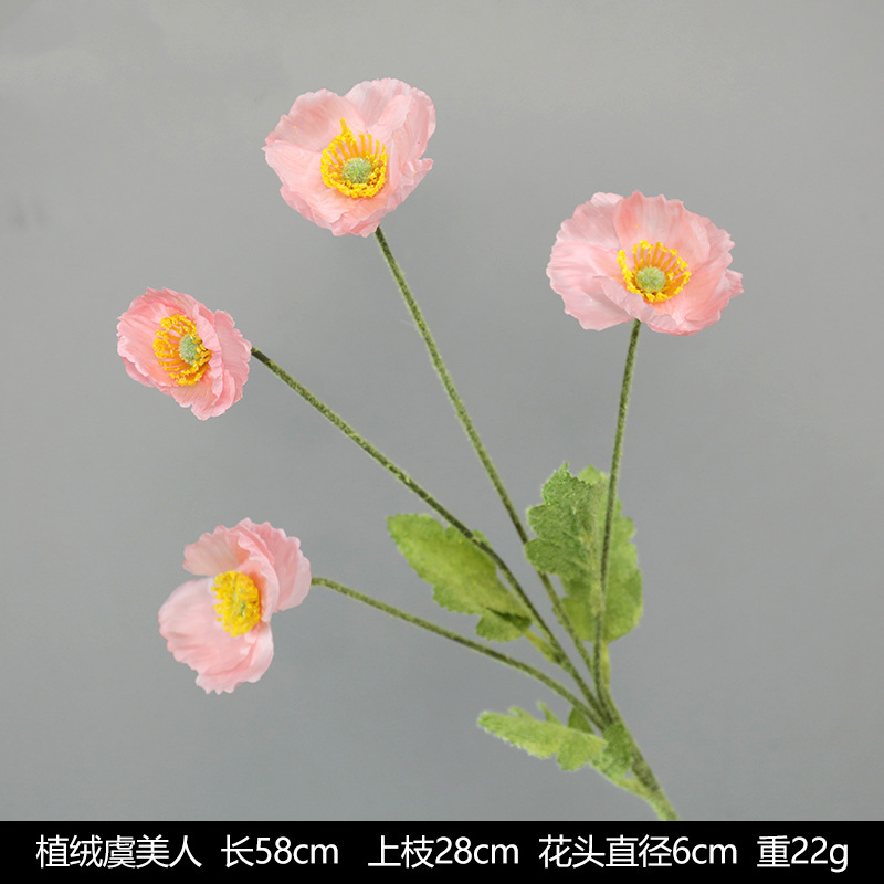 Velvet poppy