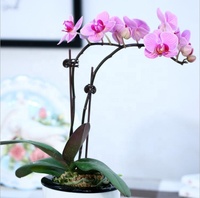 100 pièces pinces de Support d'orchidées, pinces de Support de plante d'orchidées, pinces de vigne de fleur pour soutenir les tiges de vigne, croissance verticale vert foncé