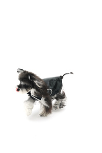 ZHONGYA Haustierzubehör Meistverkaufte Schwarze Lederjacke für Haustiere Passende Hundebekleidung Modische und Wasserdichte Hundejacke - Product Image 6