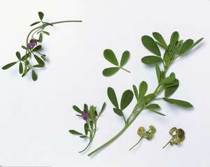 Sağlık takviyesi 4:1 ~ 20:1 doğal Medicago Sativa özü, yonca çim tozu - Product Image 2