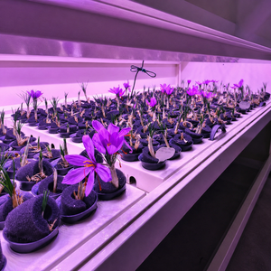 Contenedor Inteligente Automatizado de Múltiples Capas con Luz LED de Espectro Completo para Cultivo Vertical Hidropónico de Azafrán - Product Image 3