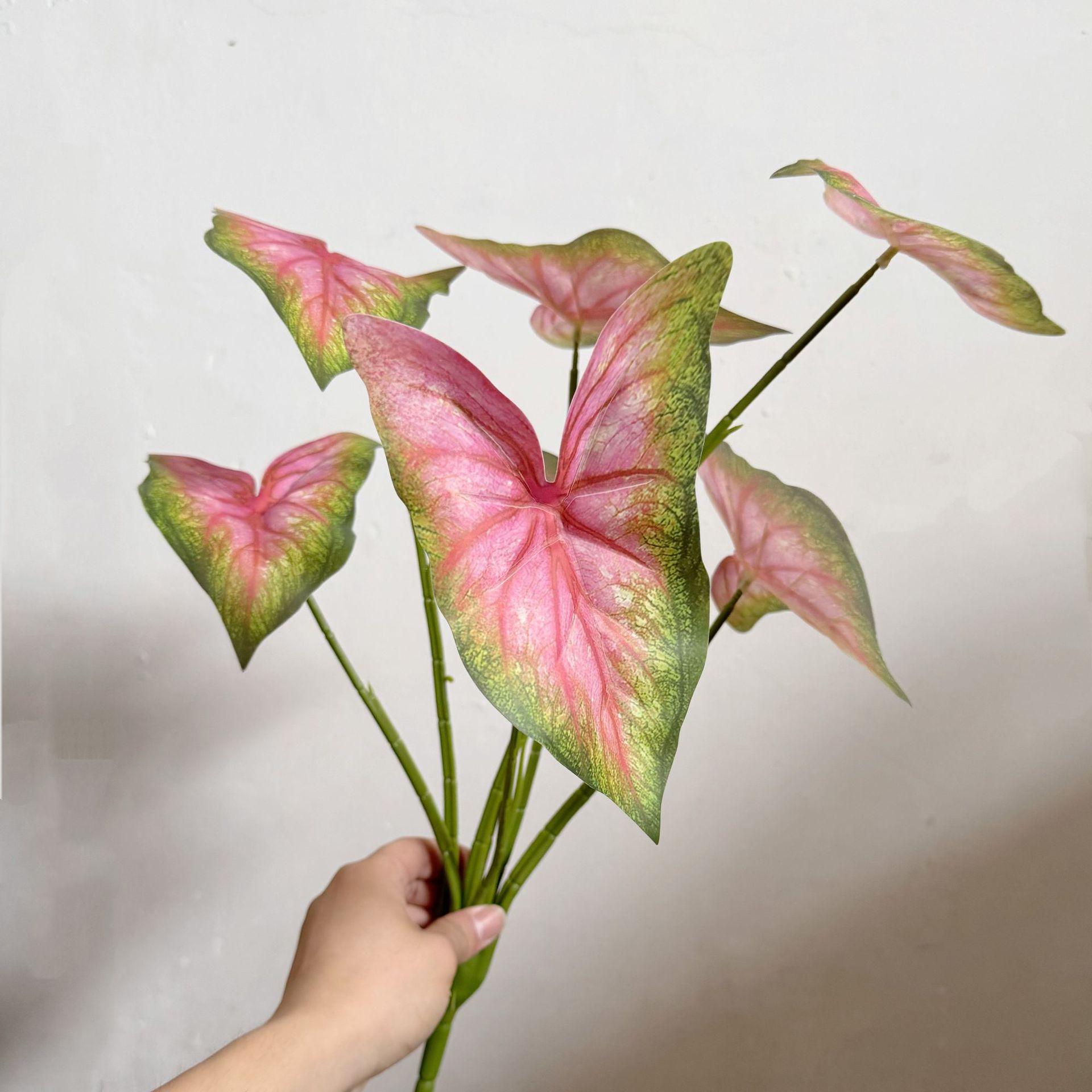 7 foglie di alocasia verde rosa