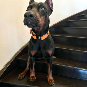 내구성 헤비 듀티 방수 PVC 전술 뱀 걸쇠 개 목걸이 금속 리벳 단단한 동물 소형 중형 대형 개 - Product Image 5