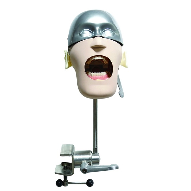 Medical Science Education Model Human Teeth Model Oral Cavity Simulation Training Dental Phantom Head Education Models