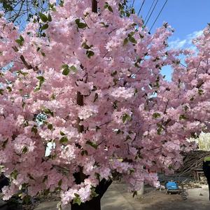 नए उत्पाद बड़े फूल के पेड़ 3.9 मीटर उच्च और 6 मीटर चौड़ा फुलजापान कृत्रिम चेरी पेड़ के लिए फूल पेड़ - Product Image 6