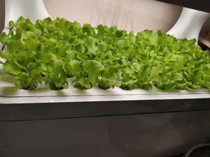 <span class=keywords><strong>Cultivo</strong></span> de agua hidropónico para vegetales, <span class=keywords><strong>armario</strong></span> multicapa inteligente para plantación de vegetales - Product Image 3