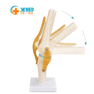 Modèle anatomique <span class=keywords><strong>de</strong></span> haute qualité pour la science médicale, ressources pédagogiques pour la formation en soins infirmiers, modèle <span class=keywords><strong>de</strong></span> l'articulation du genou, objet <span class=keywords><strong>physique</strong></span> - Product Image 1