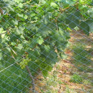 רשת הגנה מפלסטיק לחקלאות נגד ציפורים, רשת לעופות, רשת הגנה לציפורים במבצע חם - Product Image 3