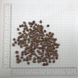 2210 Frutto di Rodomyrtus Tomentosa di Alta Qualità, <span class=keywords><strong>Rosa</strong></span> di Montagna, <span class=keywords><strong>Mirto</strong></span> <span class=keywords><strong>Rosa</strong></span> - Product Image 5