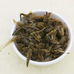 100g Gan Qing Ting libellula essiccata <span class=keywords><strong>Anax</strong></span> Parthenope naturale per la vendita - Product Image 5