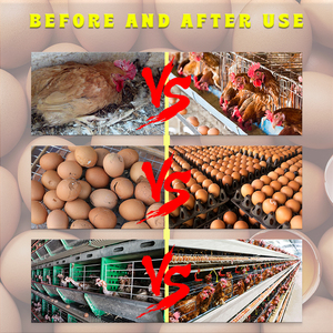 Alimento nutricional especial para gallina con vitamina mineral para poner huevos, polvo de refuerzo de huevos OEM, vitamina para aves de corral - Product Image 2