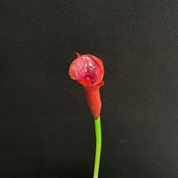 Bunga Calla Lily Buatan PU Real Touch H810, Tangkai Panjang, untuk Buket Pernikahan, Dekorasi Rumah & Acara