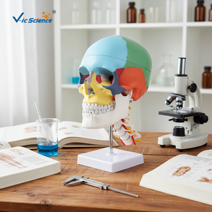 Modelo profesional de cráneo y columna <span class=keywords><strong>cervical</strong></span> coloreados, herramienta de enseñanza de anatomía humana - Product Image 1