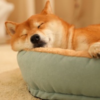 Sommeil doux apaisant Anti-anxiété amovible chat chien nid chenil canapé-lit en peluche anti-dérapant lavable lit pour animaux de compagnie