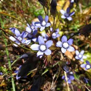 สารสกัดจาก <span class=keywords><strong>Coleus</strong></span> forskohlii สารสกัดจาก <span class=keywords><strong>forskohlin</strong></span> - Product Image 5