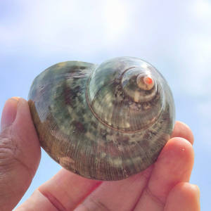 Concha pulida Concha Verde Antiguo Rollo Especial Cangrejo Ermitaño Acuario Peces para Paisaje Amarillo <span class=keywords><strong>Salamandra</strong></span> - Product Image 3