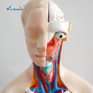 Modèles de torse androgyne de 85 cm (23 pièces), modèles d'anatomie des organes internes détachables, aides pédagogiques médicales en PVC. - Product Image 4