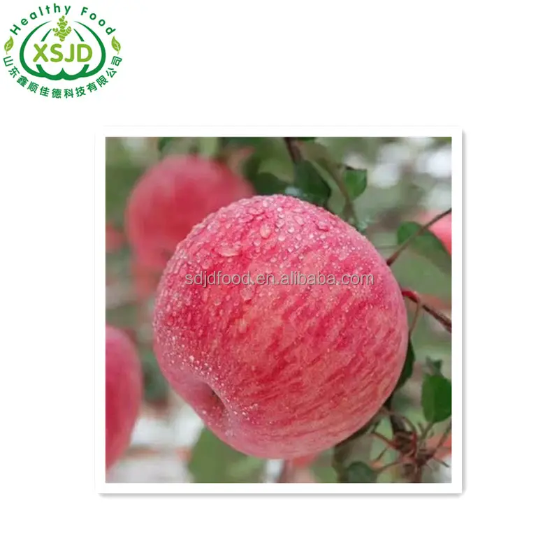 신선한 과일 레드 후지 사과 로얄 갈라 가격 중국 수출
