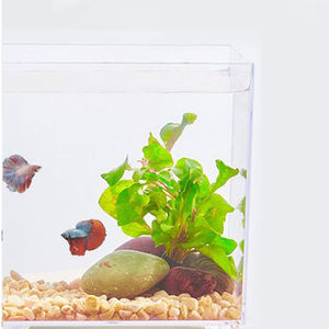 Aquariums et bacs à poissons carrés multifonctionnels de différents modèles <span class=keywords><strong>sans</strong></span> pompes filtrantes - Product Image 4