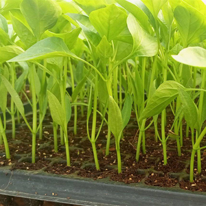 Bandeja <span class=keywords><strong>de</strong></span> germinación para semillas, germinación <span class=keywords><strong>de</strong></span> semillas <span class=keywords><strong>de</strong></span> plástico para plantas y tomates agrícolas, 40 celdas - Product Image 5