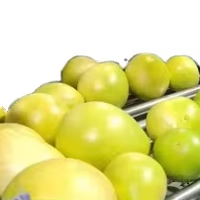 Industriële citroenverwerkingsinstallatie automatische groente- en fruitreinigingsmachine 304 roestvrij staal verse citroenlijn