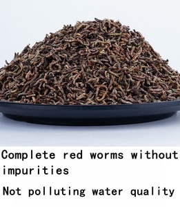 Premium Bloedworm Visvoer Met Hoog Eiwit Voor Aquariumvissen - Product Image 2